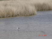 Echasse Blanche