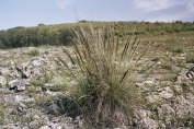 V�g�tation de la sierra