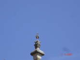 clin d'oeil d'une cigogne