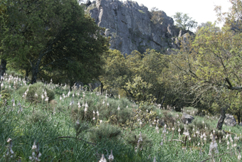 BOSQUET MEDITERRANEEN