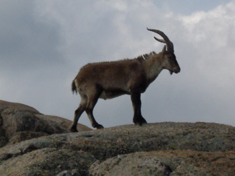 CABRA IBERICA