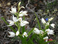 Céphalanthère Céphalanthère
