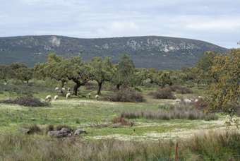 Dehesa avec la Sierra de San Catalina en toile de fond