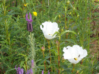 Fleurs de la Jara