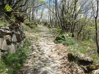 LE CHEMIN DANS LES BOIS