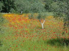 OLIVIERS ET COQUELICOTS