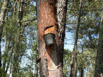 EXTRACTION DE LA RESINE DU PIN