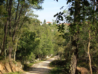 UN CHEMIN DUI MONTE A TRAVERS BOIS...