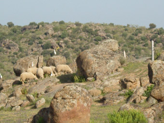 Moutons dans un cahos de piierres de granit