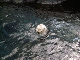 OCEANARIUM LOUTRE