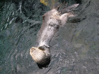 OCEANARIUM LOUTRE FAIT LA POSE