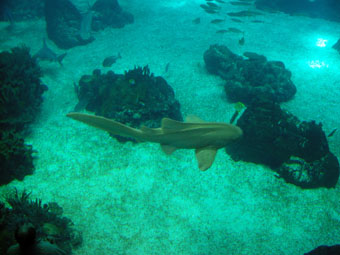 OCEANARIUM REQUIN