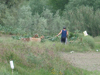 SCENE DE CAMPAGNE