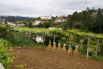 Vila de Cucujaes