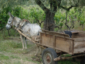 SCENE DE CAMPAGNE