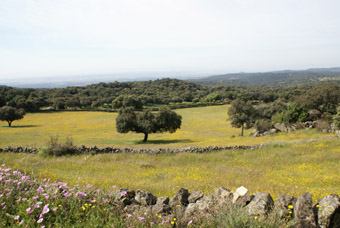 PAYSAGE DE DEHESA 2