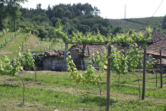 Les vignobles