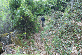 UNE VRAIE FORET VIERGE