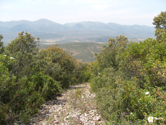 Un chemin caillouteux