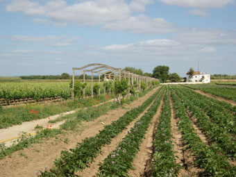 VIGNOBLES ET CULTURE DE POMMES DETERRE