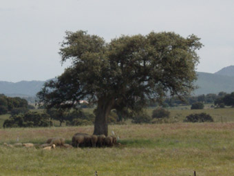 la Canada, paysage de dehesa