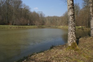 Forêt de la Vénerie