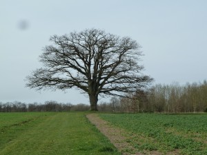 Un arbre remarquable