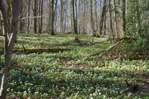 Tapis d'anémones dans les sous-bois