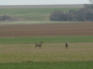 Des chevreuils de plaine