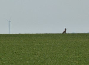 Un lièvre dans la plaine