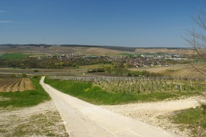 Chablis et son vignoble