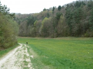 Dans les bois