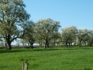 verger en fleurs