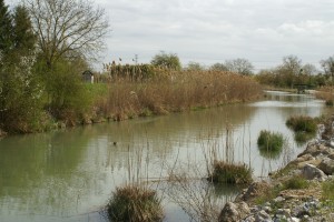 Aspect sauvage du canal