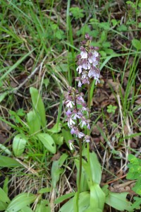 Orchis militaris