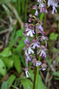 Orchis détail