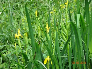 Iris jaunes