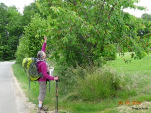 Vezelay 2014 (2123)